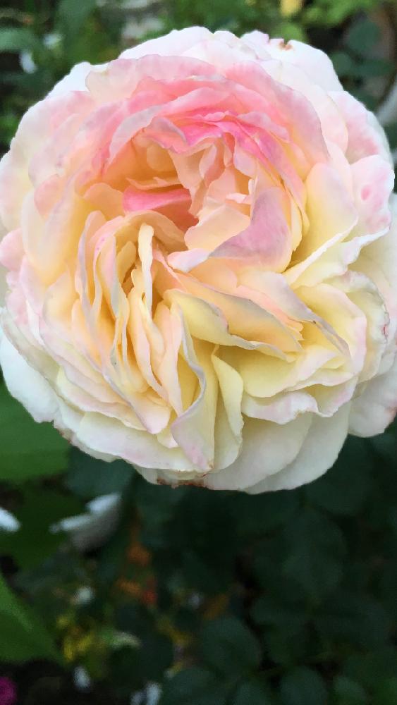 小さな庭の画像 by 花が好きさん | 小さな庭と薔薇とフリュイと今日も笑顔で♡と薔薇愛同盟とありがとう♡と花のある世界♡といい感じ♪♪と今日も頑張ろう❣️と嬉しいなあ♡とガーデニングと薔薇が好きです♡と花のある暮らしと花が好きです♡♡♡と癒される〜〜♡といい香りが〜〜♡
