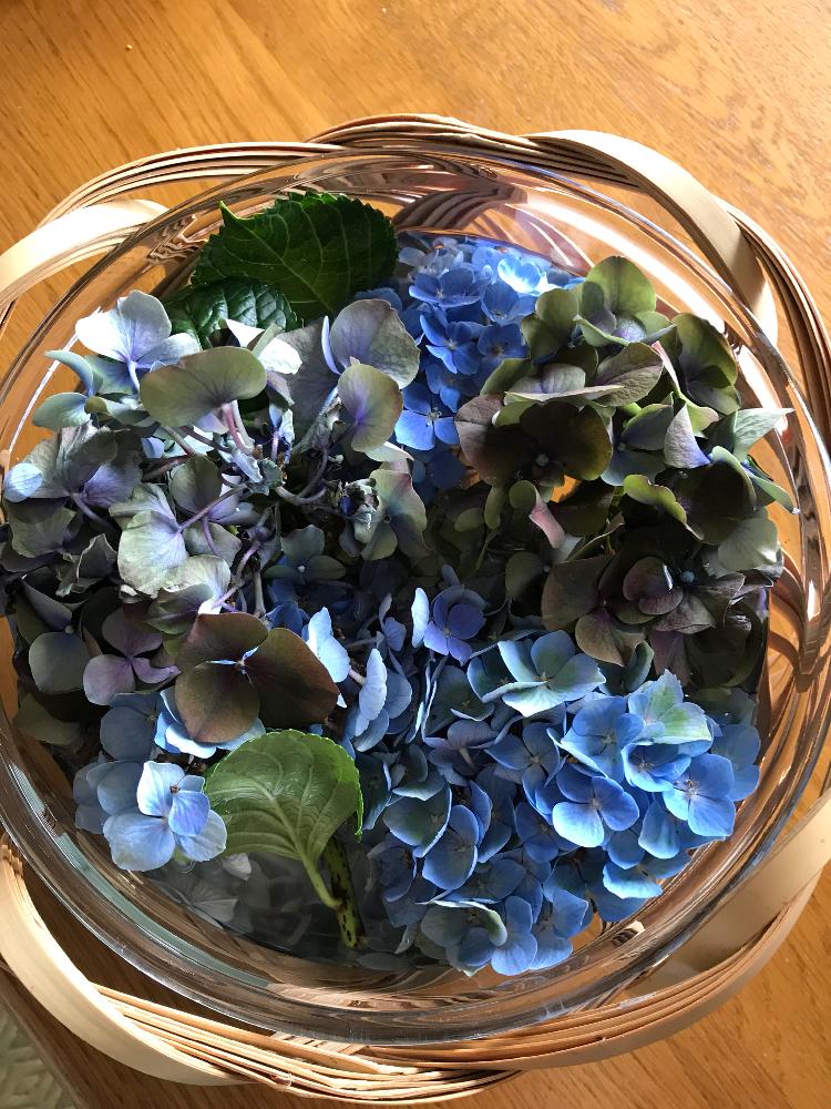 部屋の画像 by きんちゃんさん | 部屋と大人っぽいとグリーンのある暮らしと空色と紫陽花 アジサイ あじさいとナチュラルスタイルとブルーの紫陽花と花のある暮らしと『あじさい2018』コンテスト