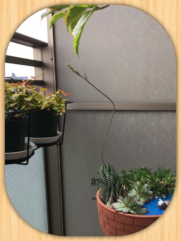 バルコニー/ベランダの画像 by のんママさん | バルコニー/ベランダとバルコニストと植中毒と花のある暮らしとハオルチア 星の林。