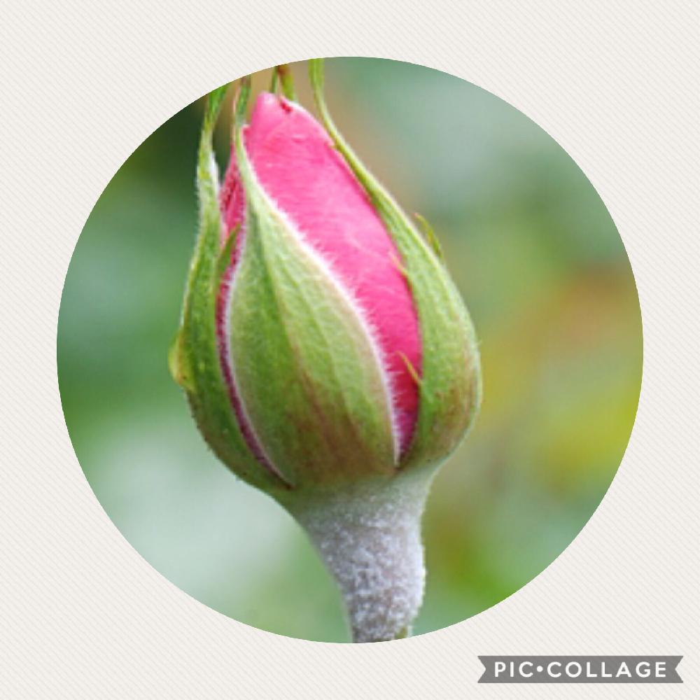 小さな庭の画像 by 自然農法バラ栽培 Natural farming rose cultivationさん | 小さな庭と無農薬薔薇栽培とバラ初心者と薔薇の楽しみ方と薔薇愛同盟と初めてのバラと強力キトサン液とrose lesson12ヶ月と薬剤散布とキトサン効果と蟹殻と薔薇のお手入れとbeginner rose lessonと新米ロザリアンとうどん粉病と薔薇を楽しむと無農薬と薔薇の初心者教室とバラ・ミニバラとロザリアンと蟹殻入肥料