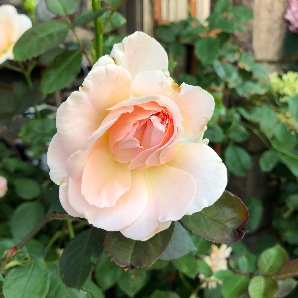 アプローチの画像 by wakoさん | アプローチとメルヘン ツァウヴァーと薔薇愛同盟と薔薇に魅せられてとバラが咲いたよとバラが好きと花のある暮らしと薔薇♪とやっぱり花が好き♡
