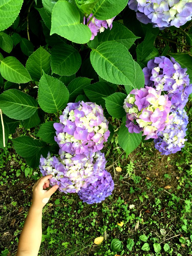 お出かけ先の画像 by すずさん | お出かけ先と花のある暮らしと植中毒と紫陽花 アジサイ あじさいと嬉しい