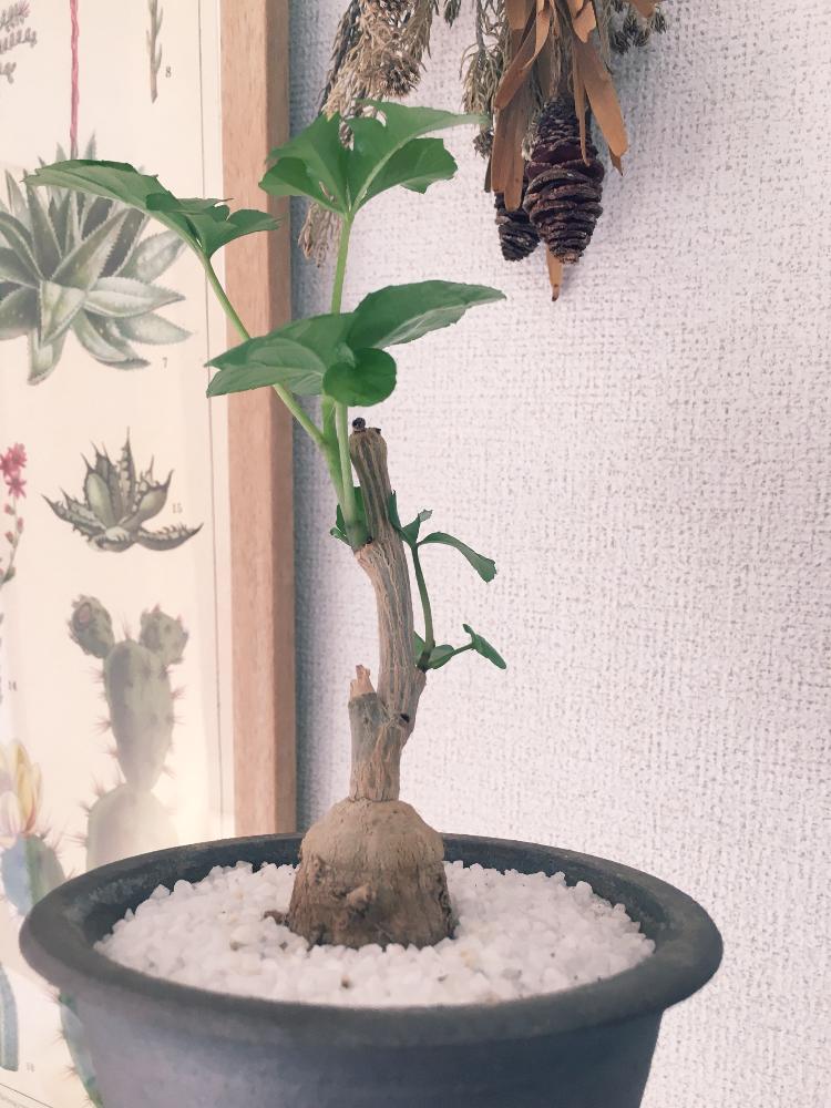 部屋の画像 by ナッシーさん | 部屋とクッソニア・スピカータと塊根植物とコーデックスと信楽焼とクッソニアスピカータ