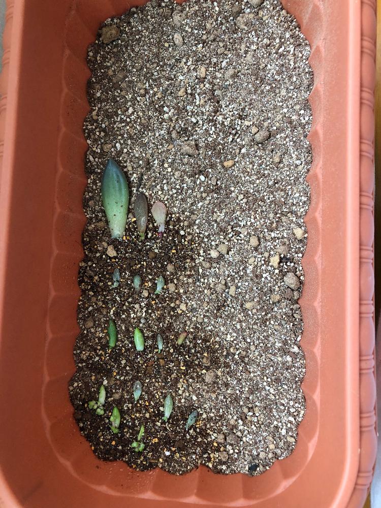 の画像 by てーらーさん | 多肉植物と葉挿しっ子と多肉植物葉挿しと青森県と多肉大好きと葉挿し赤ちゃんと葉挿し中と葉挿し初心者と葉挿しと多肉初心者