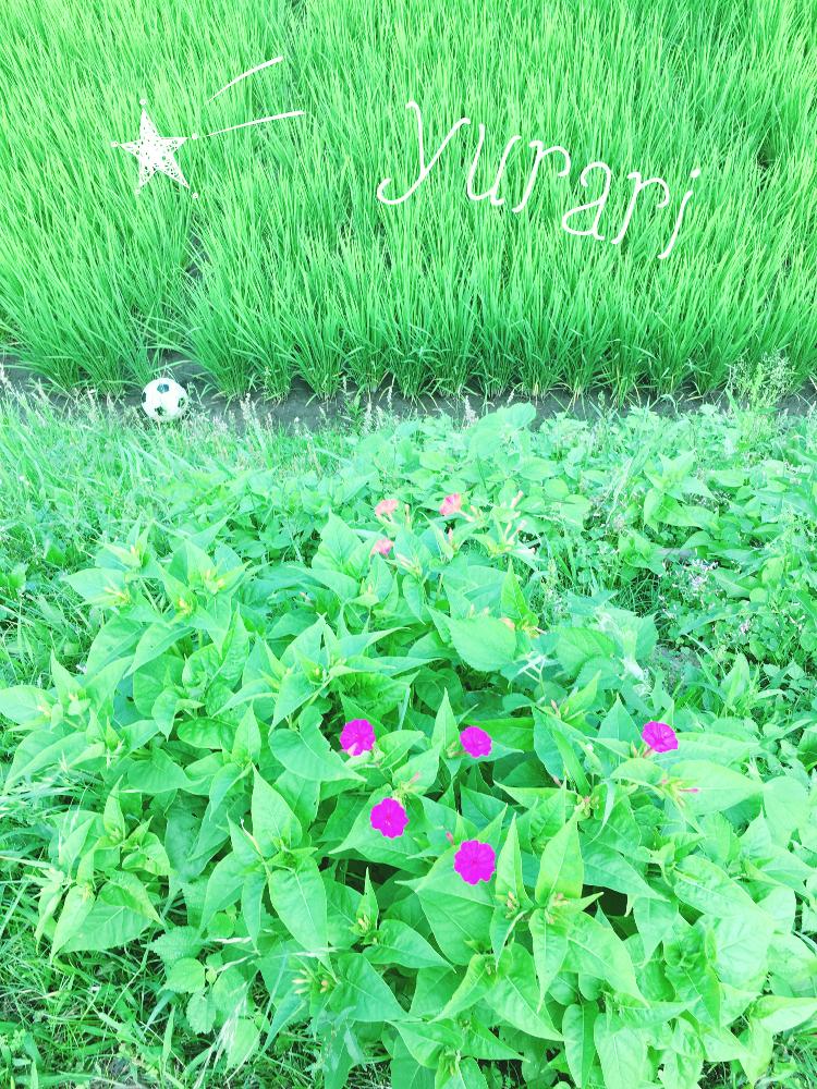 の画像 by ゆらりさん | オシロイバナとfour-o’clockといねとガーデンパーティーとプルメリア好きと田舎暮らしとfarmとお庭遊びと植中毒とキャンドルナイトとサンキャッチャー✨と花のある暮らしと絵本の中のようなおうちを目指してとお庭で遊ぼう