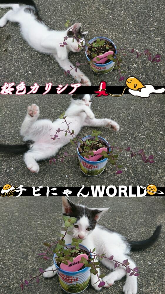 広い庭の画像 by M!HOさん | 広い庭とⓂ 桜色カリシアと観察日記と成長記録とコメリPlantとコラボにゃん