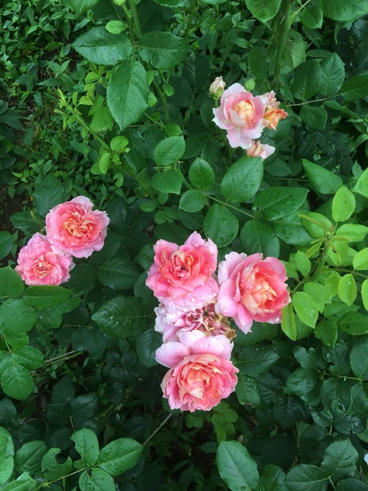 エントランスの画像 by Rosarian Prince ラビたむさん | エントランスとムーランドラギャレットローズと無農薬薔薇栽培とバラ初心者と薔薇の楽しみ方と薔薇愛同盟と初めてのバラと強力キトサン液とrose lesson12ヶ月とキトサン効果と蟹殻と薔薇のお手入れと薔薇グッズとbeginner rose lessonと薔薇6月のお手入れと新米ロザリアンと薔薇を楽しむと無農薬と薔薇の初心者教室とバラ・ミニバラとロザリアンと蟹殻入肥料
