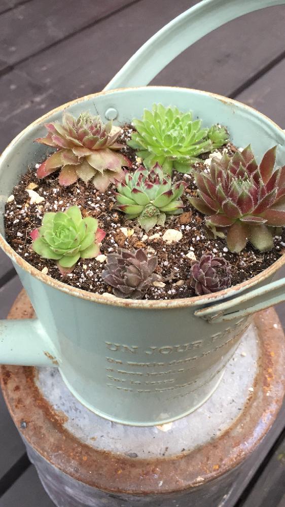 小さな庭の画像 by さーやさん | 小さな庭と寄せ植えと師匠とセンペルビウム大好き♡と植中毒と写真の腕をあげたい!とタニラーと花のある暮らしとリメイク缶と多肉アパートとタニク初心者
