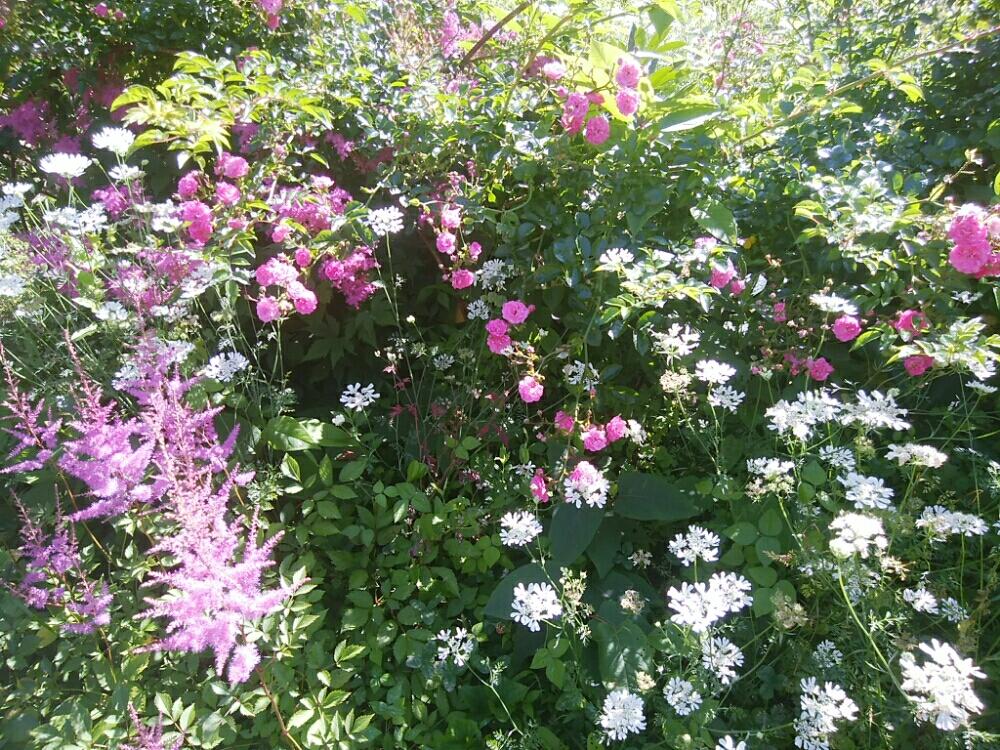 広い庭の画像 by cocoさん | 広い庭とばら バラ 薔薇とバラ・ミニバラとスーパーエクセルサとつるバラ