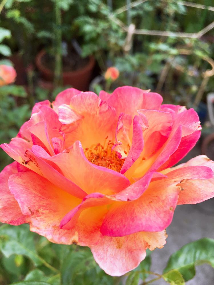 小さな庭の画像 by francaiseさん | 小さな庭と☆ラパリジェンヌと☆薔薇と自然美と植中毒と☆バラフェチと薔薇 鉢植えと可愛いと綺麗な色♡と花のある暮らしと☆開花