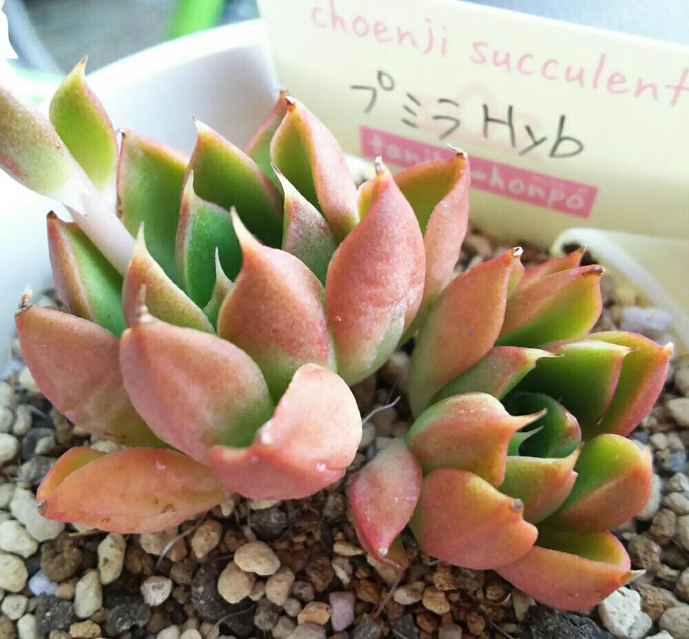バルコニー/ベランダの画像 by Succulent so cute ♥さん | バルコニー/ベランダとプミラhybと多肉植物とcute ♥ プミラhybとスマホ撮影とGS Lifeとボタニカルライフとお気に入り♡と多肉ちゃんとso cute garden ♥と葉っぱのある暮らしと葉っぱとチーム大阪とGS映えと多肉植物のある暮らしとno green no lifeとcute ♥ hybと梅雨の多肉ちゃんとenjoy botanical life ♥とsucculent so cute ♥ときれい~✴とエケベリア属とGS 影響とチームグリーンと葉っぱがかわいい♥とお気に入り~✴とガーデニングとcute ♥ エケと多肉生活とgreenとかわいいとベンケイソウ科と梅雨のボタニカルとかわいいな♡と梅雨の多肉植物とSucculent Lifeと加工なしとかわいい多肉ちゃんとGS萌え~✴とenjoy succulent life ♥とChoenji苗と葉っぱが好き♥と多肉初心者と多肉コレクション♥とsucculent plantsと葉っぱlove♥とGSタイムとおきにいり~✴とsucculentとsucculent love ♥