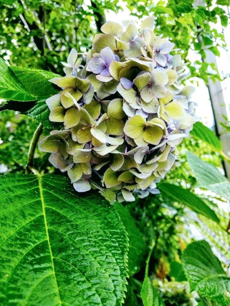 玄関の画像 by aaさん | 玄関と紫陽花とアジサイとシマトネリコと花のある暮らしとお庭の植物と地植えとみどりのある暮らしと庭木ときれいな色とかわいいと6月と九州北部とはっぱとこどもの作品と季節のお花