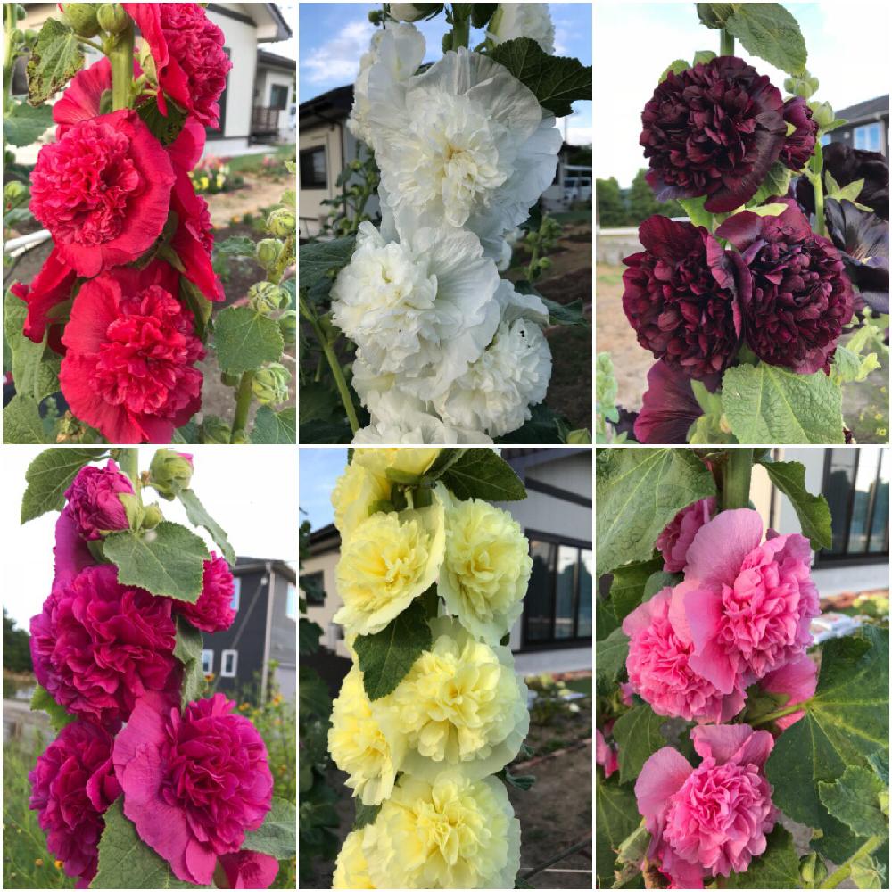 広い庭の画像 by ♡Ikue♡さん | 広い庭とこれから♡とガーデンと広い畑と花壇と花壇の花と増えたと大きくな〜れ!とホリホック♡とガーデニングといただきましたと花のある暮らしとひとり園芸