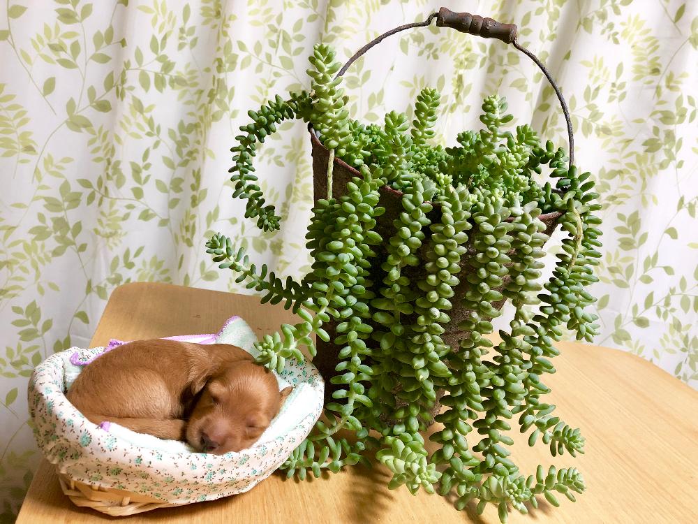 部屋の画像 by 杏さん | 部屋とビアホップ とセダム属と多肉植物とマイ・コレクションと動物とコラボ♡と杏と愉快な仲間達☆と観葉植物とニコちゃんファン倶楽部❣️と多肉大好きと三重支部と寄せ植えとGS映えとGSのみなさんに感謝♡と三重支部No.3と多肉バカと三重県と多肉女子とリメ缶・リメ鉢と多肉寄せ植え