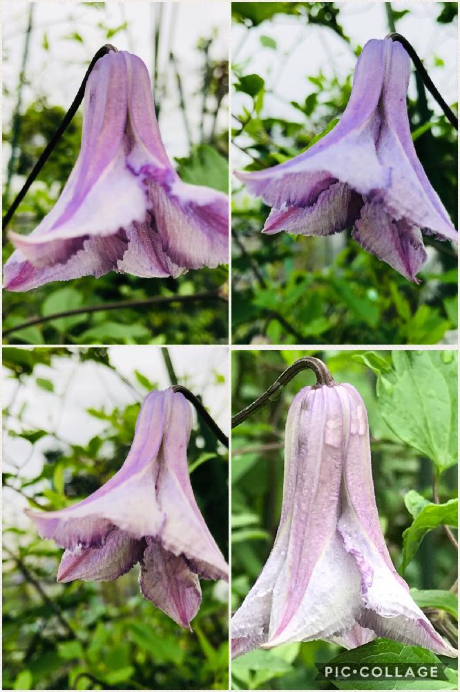広い庭の画像 by edwinさん | 広い庭とインテグリフォリア系と庭の花とクレマチス 地植えとクレマチス畑とベティコーニング♡と花のある暮らしとベル型♡