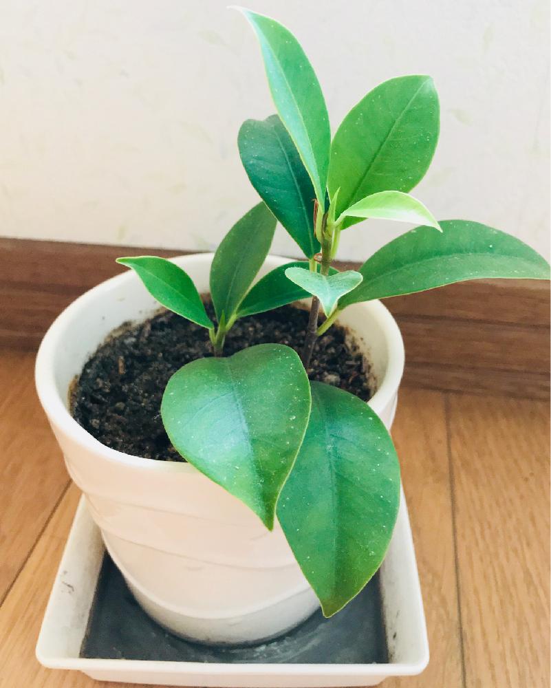 窓辺の画像 by コルリさん | 窓辺とガジュマルと観葉植物と挿し木とガジュマルさん(*ΦωΦ)と100均観葉植物とガジュマルさんの成長
