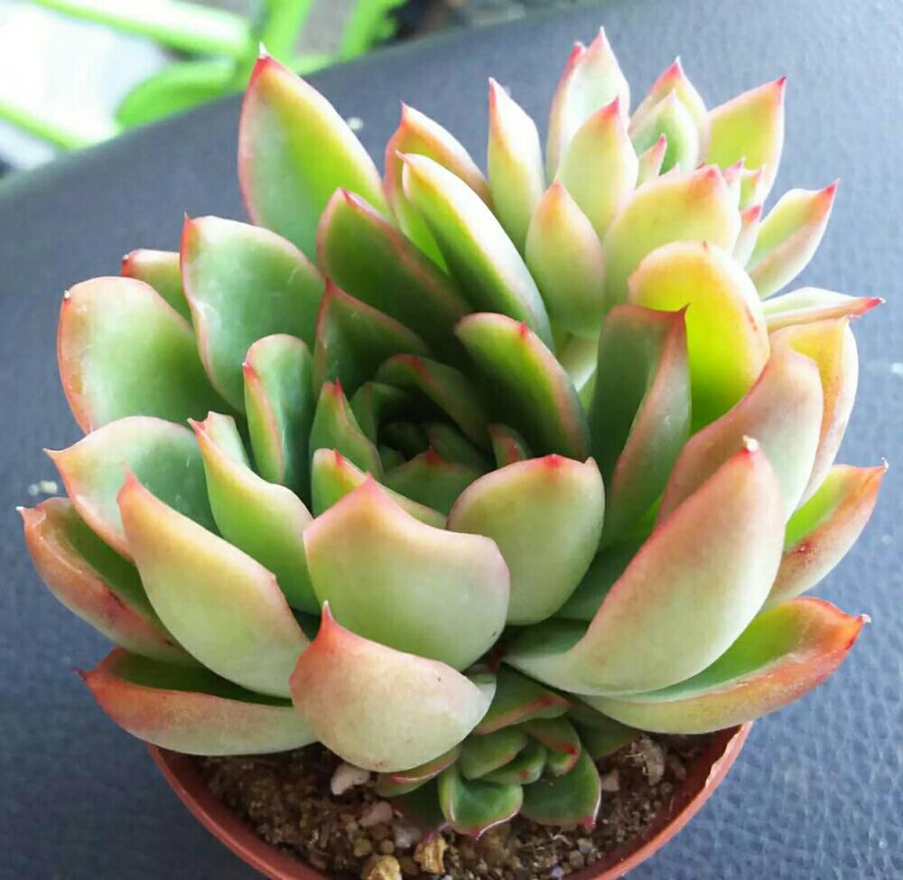 エントランスの画像 by Succulent so cute ♥さん | エントランスと花の相府連と多肉植物とスマホ撮影とGS Lifeとボタニカルライフとお気に入り♡と多肉ちゃんとso cute garden ♥と葉っぱのある暮らしと葉っぱとチーム大阪とGS映えと多肉植物のある暮らしとno green no lifeと梅雨の多肉ちゃんとcute ♥ 花の相府連とenjoy botanical life ♥とsucculent so cute ♥ときれい~✴とエケベリア属とGS 影響とチームグリーンと葉っぱがかわいい♥とお気に入り~✴とガーデニングとcute ♥ エケと多肉生活とgreenとかわいいとベンケイソウ科と梅雨のボタニカルとかわいいな♡と梅雨の多肉植物とSucculent Lifeと加工なしとかわいい多肉ちゃんとGS萌え~✴とenjoy succulent life ♥と葉っぱが好き♥と多肉初心者と多肉コレクション♥とsucculent plantsと葉っぱlove♥とGSタイムとおきにいり~✴とsucculentとsucculent love ♥