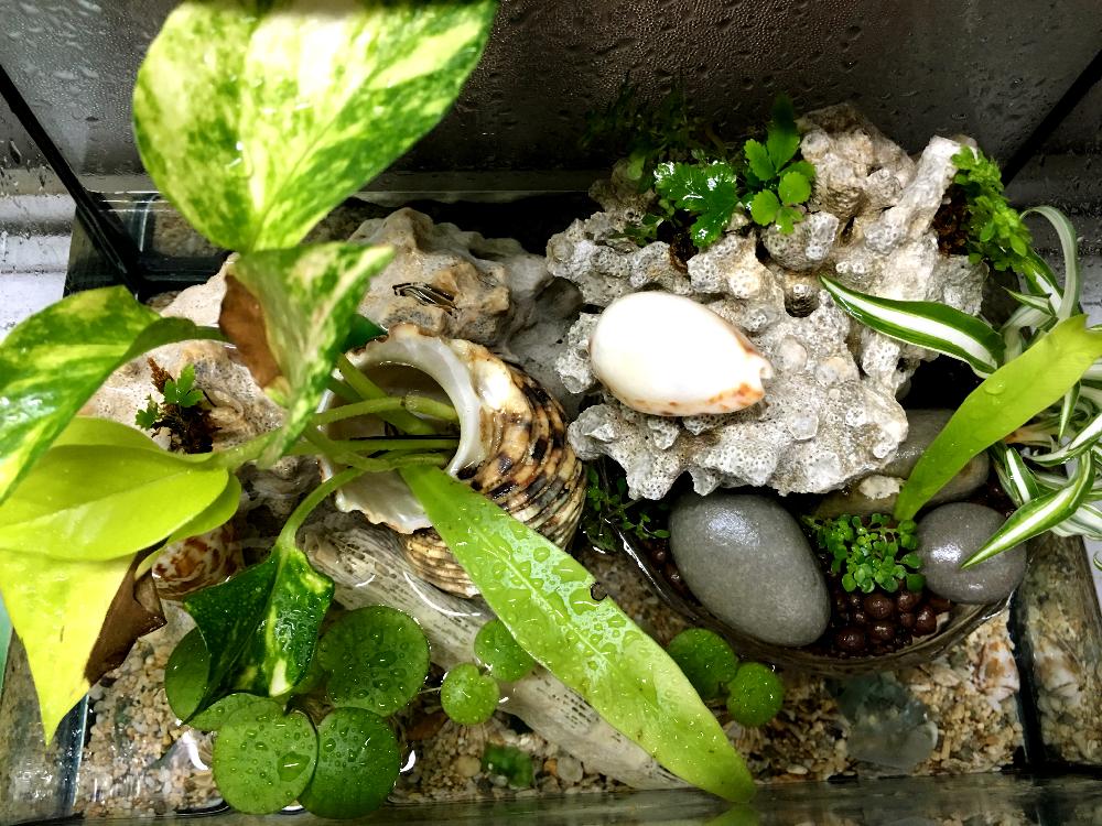 キッチンの画像 by LOCO❤︎LOCOさん | キッチンと水栽培と台風避難中と南国とビオトープとGS植物うちなーぐち会