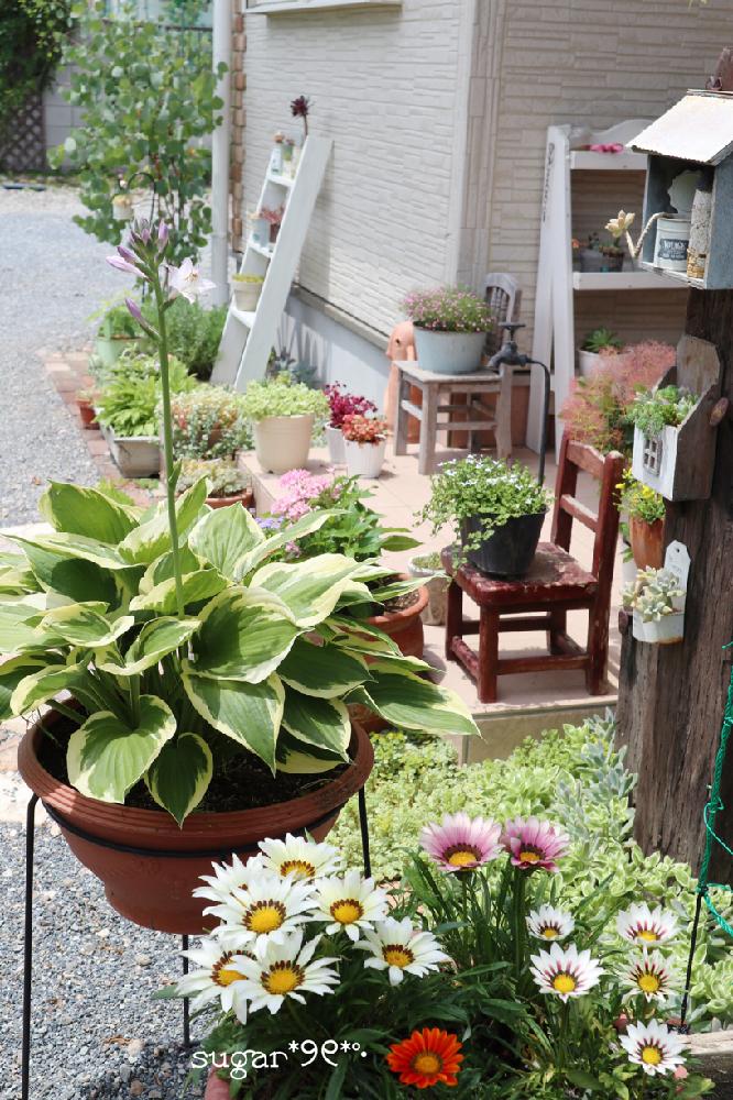 小さな庭の画像 by sugarさん | 小さな庭と多肉植物とユーカリ・ポポラス好きと『私に花を、暮らしに華を』コンテストとGS映えとGS日和と枕木ゾーンと明日も暑そうとかわいいな♡とガザニア❁と地植え多肉