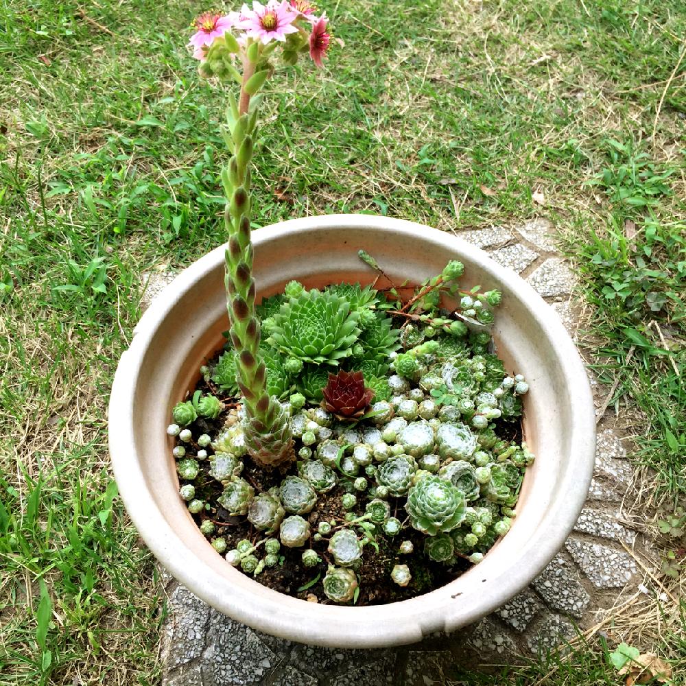 の画像 by ちえり。さん | センベルビウムと多肉植物とむちむち。と適当。とモコモコ♡とぎゅーぎゅーと植中毒と成長と多肉女子と芽。とタニラーと多肉ワールド@実家本店とナチュラルスタイルと花のある暮らしと放置プレーとスパルタ。とほったらかし。と100均とセンペルビブムと子だくさん