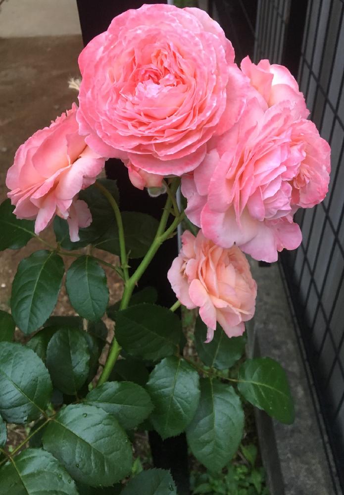 小さな庭の画像 by La Vie en roseさん | 小さな庭とケルナフローラローズと無農薬薔薇栽培とバラ初心者と薔薇の楽しみ方と薔薇愛同盟と初めてのバラとrose lesson12ヶ月と蟹殻と薔薇のお手入れとbeginner rose lessonと新米ロザリアンと薔薇を楽しむと米ぬかを漉き込むと無農薬とコーラルピンク❤️とケルナフローラと薔薇の初心者教室とバラ・ミニバラとロザリアンと蟹殻入肥料とGS日和