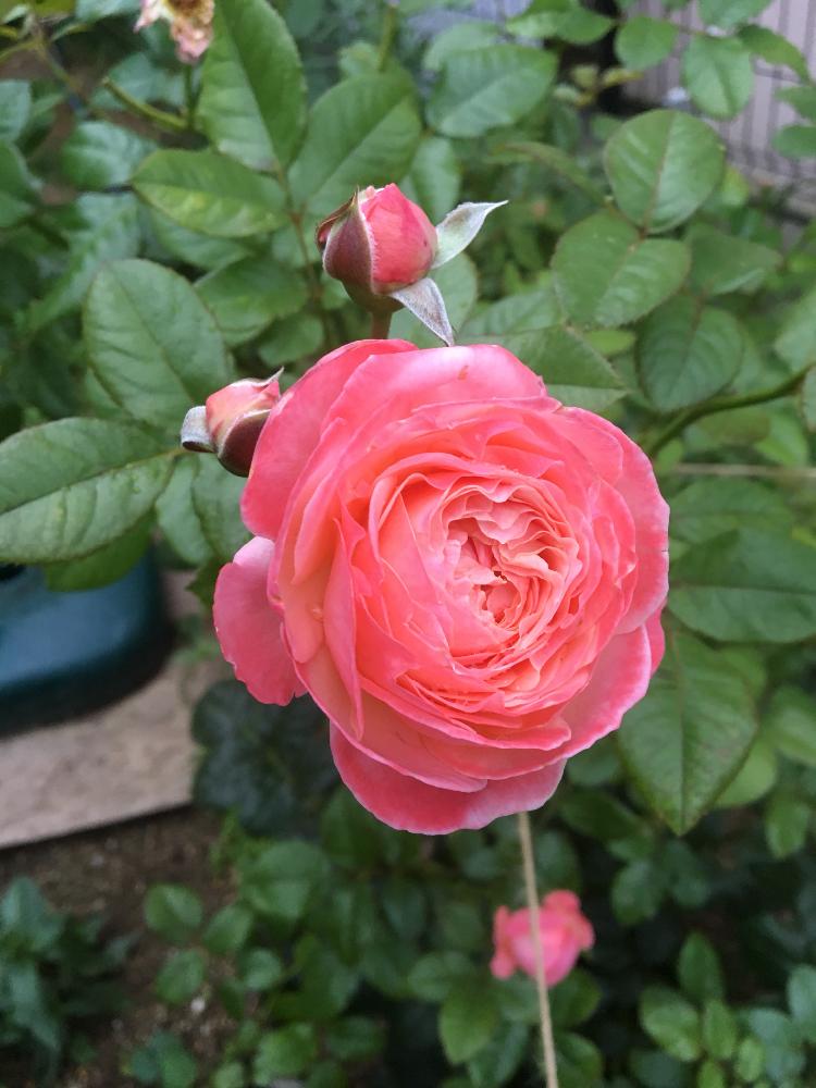 小さな庭の画像 by Rosarian Prince ラビたむさん | 小さな庭とケルナフローラローズと無農薬薔薇栽培とバラ初心者と薔薇の楽しみ方と小山内 健さんに憧れると薔薇愛同盟と初めてのバラとrose lesson12ヶ月と蟹殻と薔薇のお手入れとbeginner rose lessonと新米ロザリアンと薔薇を楽しむと米ぬかを漉き込むと無農薬とコーラルピンク❤️とケルナフローラと薔薇の初心者教室とバラ・ミニバラとロザリアンと蟹殻入肥料