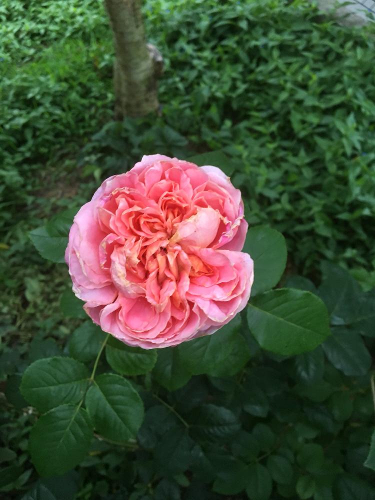 小さな庭の画像 by La Vie en roseさん | 小さな庭とムーランドラギャレットローズと無農薬薔薇栽培とバラ初心者と薔薇の楽しみ方と小山内 健さんに憧れると薔薇愛同盟と初めてのバラとrose lesson12ヶ月と蟹殻と薔薇のお手入れとbeginner rose lessonと新米ロザリアンとムーランドラギャレットと薔薇を楽しむと米ぬかを漉き込むと無農薬と薔薇の初心者教室とバラ・ミニバラとロザリアンと蟹殻入肥料とGS日和