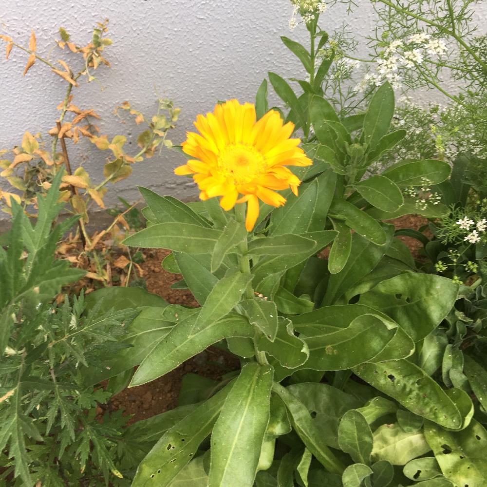 アプローチの画像 by Rienikaさん | アプローチとカレンデュラと茨城県と初心者と夏の花と季節の花とハーブとポットマリーゴールドとつくば市と花のある暮らし