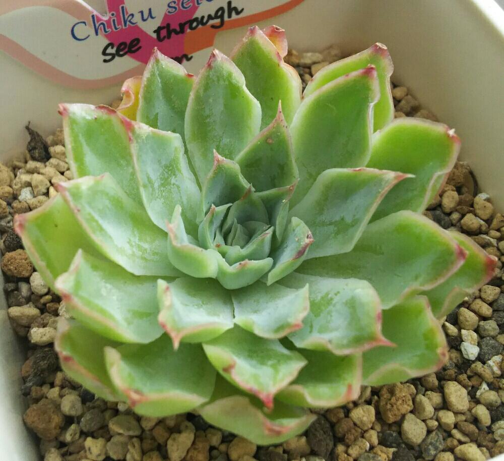 エントランスの画像 by Succulent so cute ♥さん | エントランスとsee throughと多肉植物とスマホ撮影とGS Lifeとcute ♥ see throughとボタニカルライフとお気に入り♡と多肉ちゃんとso cute garden ♥とchikuselectと葉っぱのある暮らしと葉っぱとチーム大阪とGS映えと多肉植物のある暮らしとno green no lifeと梅雨の多肉ちゃんとenjoy botanical life ♥とsucculent so cute ♥とエケベリア属とGS 影響とチームグリーンと葉っぱがかわいい♥とお気に入り~✴とガーデニングとcute ♥ エケと多肉生活とgreenとかわいいとベンケイソウ科と梅雨のボタニカルとかわいいな♡と梅雨の多肉植物とSucculent Lifeと加工なしとかわいい多肉ちゃんとGS萌え~✴とenjoy succulent life ♥と葉っぱが好き♥と多肉初心者と多肉コレクション♥とsucculent plantsと葉っぱlove♥とGSタイムとおきにいり~✴とsucculentとsucculent love ♥