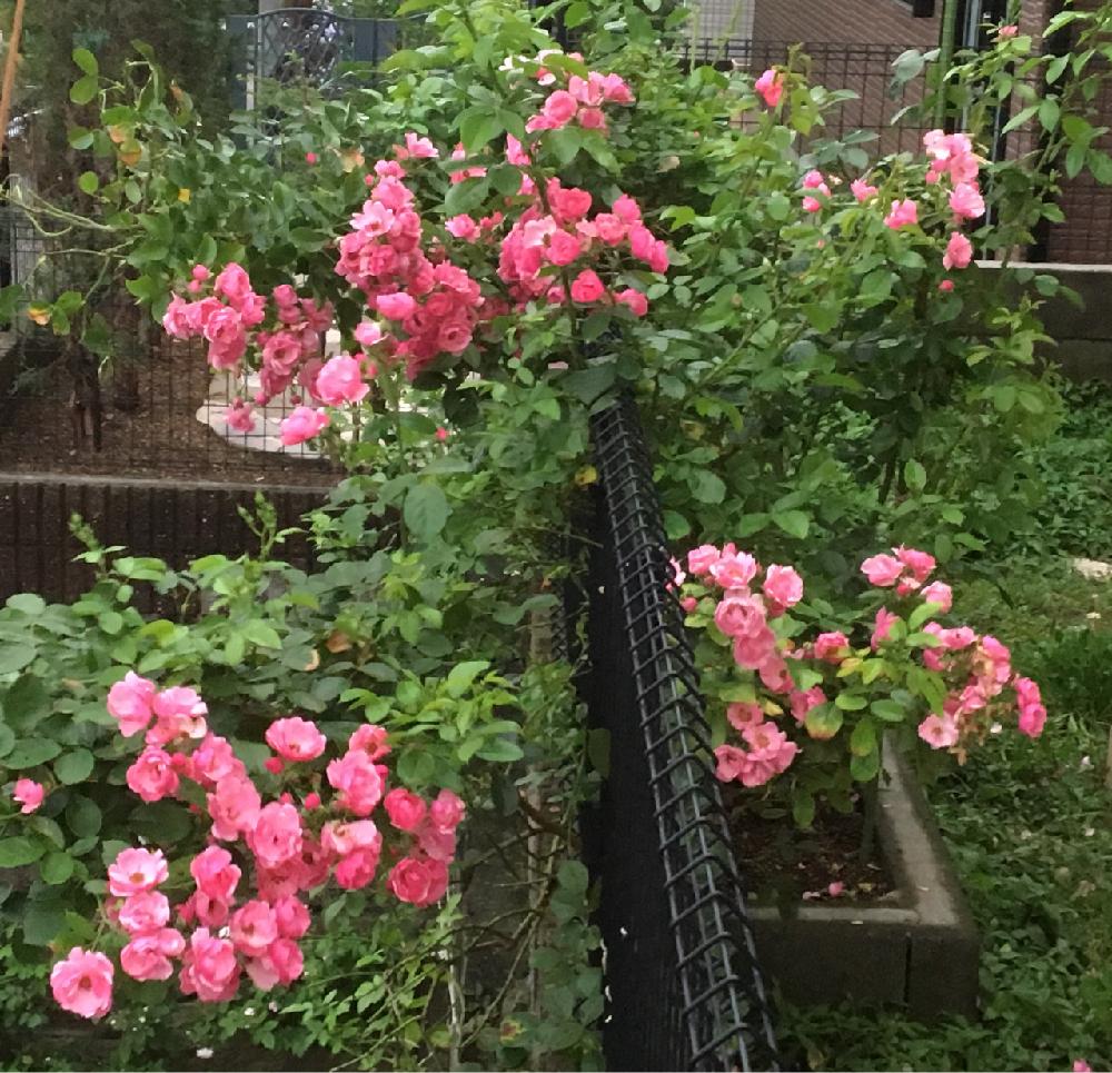 小さな庭の画像 by La Vie en roseさん | 小さな庭とバラ初心者と薔薇アンジェラと薔薇の楽しみ方と小山内 健さんに憧れると薔薇愛同盟と初めてのバラとrose lesson12ヶ月と蟹殻と薔薇のお手入れとbeginner rose lessonと新米ロザリアンと薔薇を楽しむと米ぬかを漉き込むと無農薬と薔薇の初心者教室とバラ・ミニバラとロザリアンと蟹殻入肥料とDIY