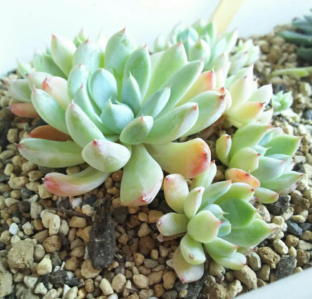 バルコニー/ベランダの画像 by Succulent so cute ♥さん | バルコニー/ベランダと雪影と多肉植物とcute ♥ 雪影とスマホ撮影とGS Lifeとボタニカルライフとお気に入り♡と多肉ちゃんとso cute garden ♥と葉っぱのある暮らしと葉っぱとチーム大阪とGS映えと多肉植物のある暮らしとno green no lifeと梅雨の多肉ちゃんとenjoy botanical life ♥とsucculent so cute ♥ときれい~✴とエケベリア属とGS 影響とチームグリーンと葉っぱがかわいい♥とお気に入り~✴とガーデニングとcute ♥ エケと多肉生活とgreenとかわいいとベンケイソウ科と梅雨のボタニカルとかわいいな♡と梅雨の多肉植物とSucculent Lifeと加工なしとかわいい多肉ちゃんとGS萌え~✴とenjoy succulent life ♥と葉っぱが好き♥と多肉初心者と多肉コレクション♥とsucculent plantsと葉っぱlove♥とGSタイムとおきにいり~✴とsucculentとsucculent love ♥