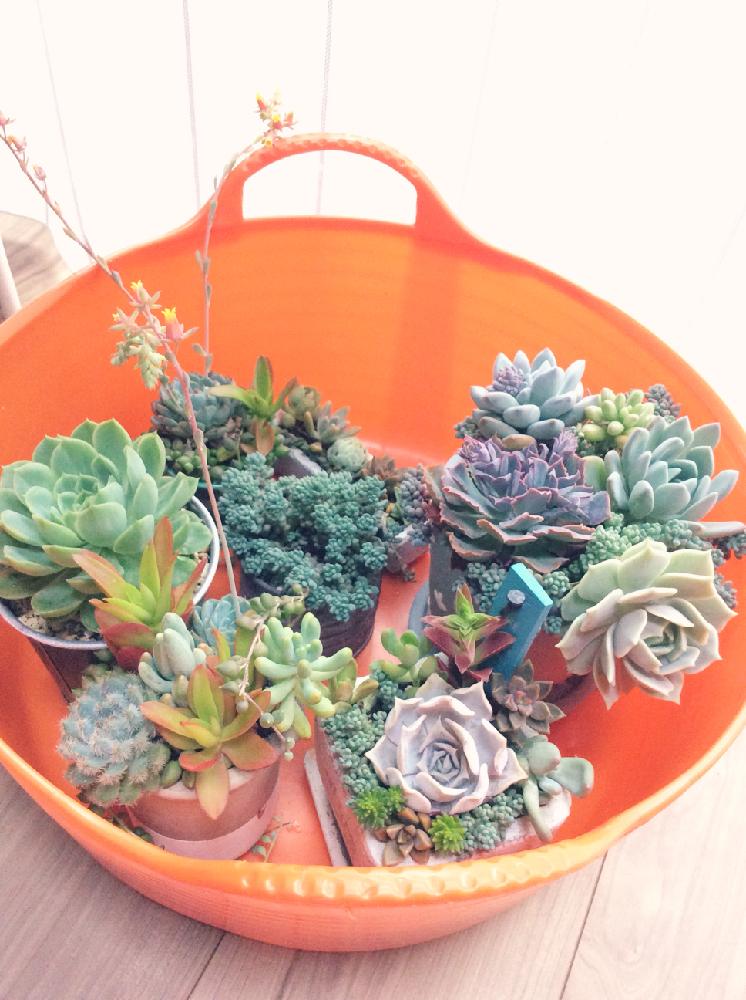 部屋の画像 by まっさんさん | 部屋と多肉植物と多肉寄せ植えと多肉初心者と雨から避難とGS植物うちなーぐち会