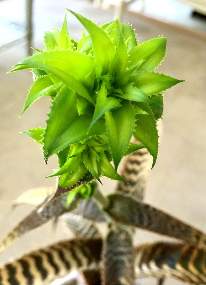 バルコニー/ベランダの画像 by whitneyさん | バルコニー/ベランダと多肉植物とオルソフィツム グルケニーと植中毒と多肉フリークと多肉中毒❣️とタニラーと珍奇植物とバルコニスト