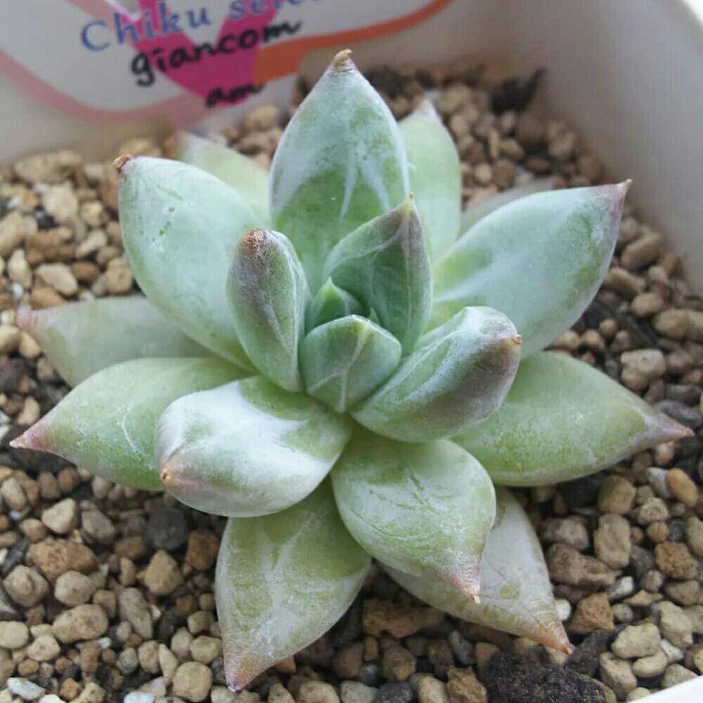 エントランスの画像 by Succulent so cute ♥さん | エントランスとgiancomと多肉植物とスマホ撮影とGS Lifeとボタニカルライフとお気に入り♡と多肉ちゃんとso cute garden ♥とchikuselectとcute ♥ giancomと葉っぱのある暮らしと葉っぱとチーム大阪とGS映えと多肉植物のある暮らしとno green no lifeと梅雨の多肉ちゃんとenjoy botanical life ♥とsucculent so cute ♥ときれい~✴とGS 影響とチームグリーンと葉っぱがかわいい♥とお気に入り~✴とガーデニングと多肉生活とgreenとかわいいとベンケイソウ科と梅雨のボタニカルとかわいいな♡と梅雨の多肉植物とSucculent Lifeと加工なしとかわいい多肉ちゃんとGS萌え~✴とenjoy succulent life ♥と葉っぱが好き♥と多肉初心者と多肉コレクション♥とsucculent plantsと葉っぱlove♥とGSタイムとおきにいり~✴とsucculentとsucculent love ♥