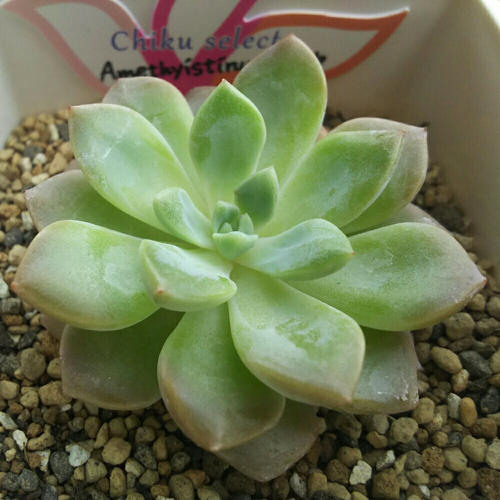 エントランスの画像 by Succulent so cute ♥さん | エントランスとAmethystinumhybと多肉植物とスマホ撮影とGS Lifeとボタニカルライフとお気に入り♡と多肉ちゃんとso cute garden ♥とchikuselectと葉っぱのある暮らしと葉っぱとチーム大阪とGS映えと多肉植物のある暮らしとno green no lifeと梅雨の多肉ちゃんとenjoy botanical life ♥とsucculent so cute ♥ときれい~✴とcute ♥ パキとGS 影響とチームグリーンと葉っぱがかわいい♥とお気に入り~✴とガーデニングと多肉生活とgreenとかわいいとベンケイソウ科と梅雨のボタニカルとかわいいな♡と梅雨の多肉植物とSucculent Lifeと加工なしとかわいい多肉ちゃんとGS萌え~✴とenjoy succulent life ♥とパキフィツム属♥と葉っぱが好き♥と多肉初心者と多肉コレクション♥とsucculent plantsと葉っぱlove♥とcute ♥ AmethystinumhybとGSタイムとおきにいり~✴とsucculentとsucculent love ♥