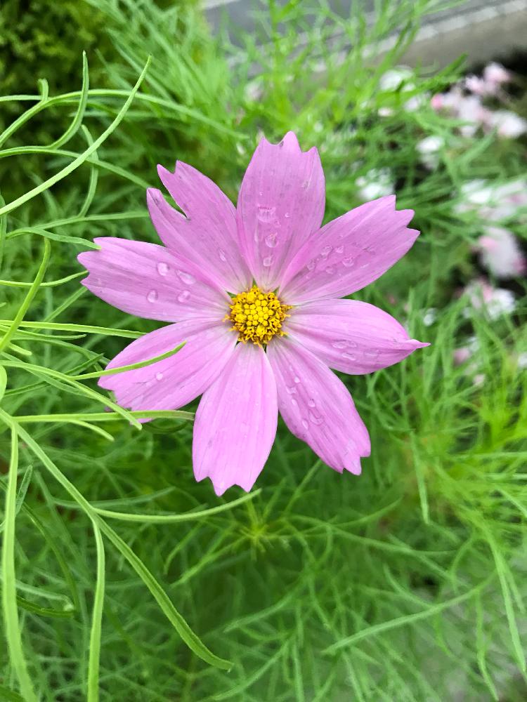 小さな庭の画像 by もんちっちさん | 小さな庭とコスモスと花のある暮らしと花壇と東側の花壇