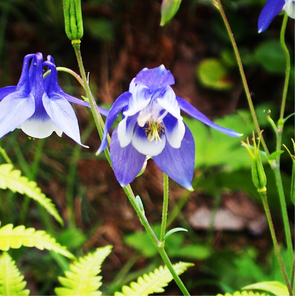 お出かけ先の画像 by SmartQさん | お出かけ先とオダマキと紫色と嵐山展望台と紫色の花と北邦野草園と小さい花と嵐山