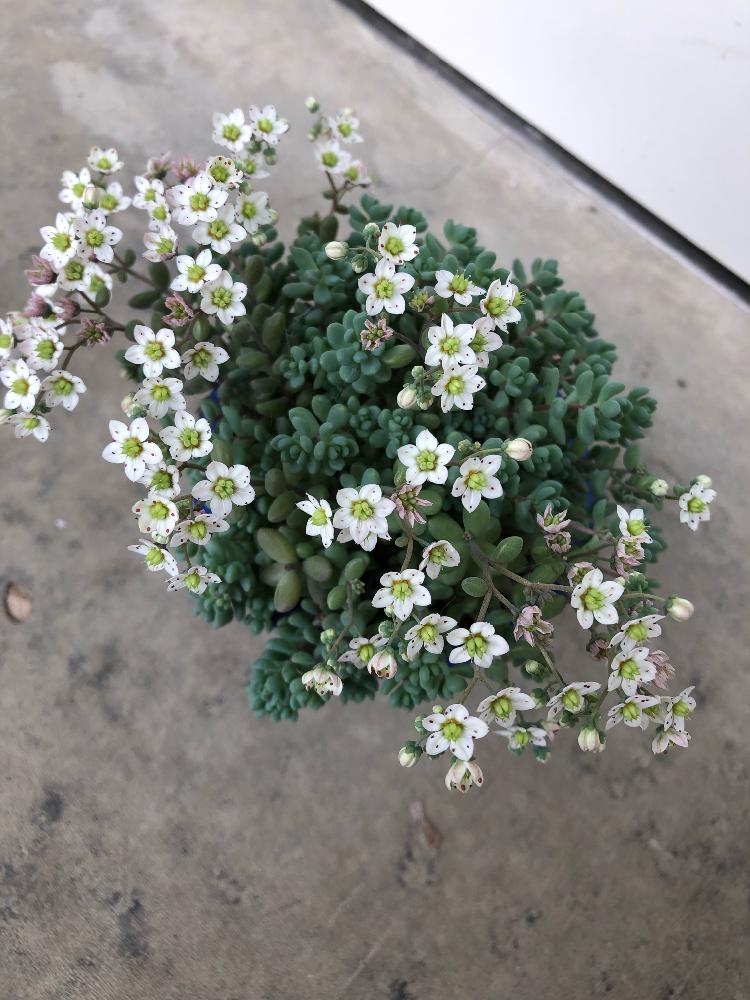 の画像 by てーらーさん | 多肉植物と青森県と多肉大好きとタニラーと多肉初心者