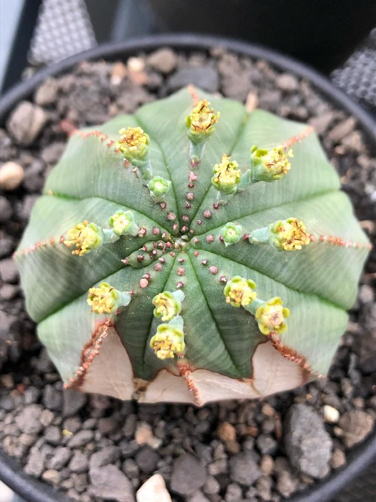 バルコニー/ベランダの画像 by shiiiiiさん | バルコニー/ベランダとEuphorbia obesaとオベサとユーフォルビア・オベサと黒プラ鉢と黒プラ鉢ある生活とプラ鉢と植中毒とタニラーとオベサ観察記録とバルコニスト