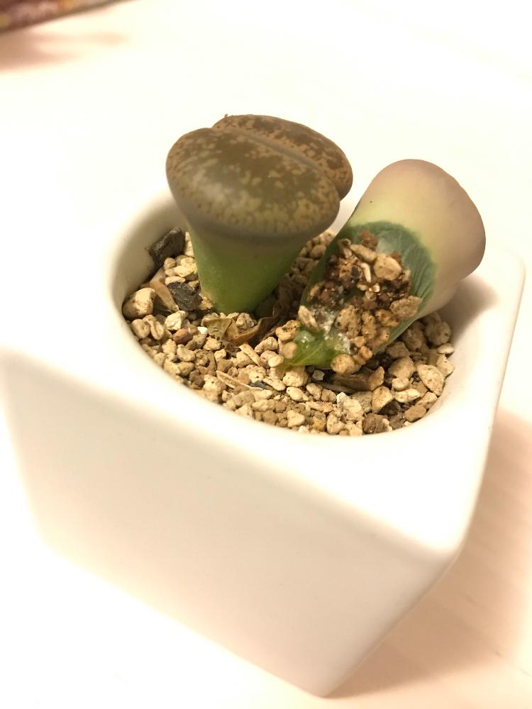 玄関の画像 by みたそさん | 玄関とリトープスと多肉植物と小さな寄せ植えと多肉箱庭とグリーン!グリーン!グリーン!と多肉植物寄せ植えと挿し木とタニラーと多肉初心者