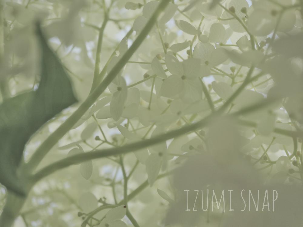 小さな庭の画像 by Izumiさん | 小さな庭と可愛い(*ノωノ)ポッと植物のある暮らしと『きれいに咲いた!』コンテストと自己満足とアナベル 紫陽花とCanon EOS M100と ハイポネックス園芸部とミラーレス一眼と可愛いと花のある暮らしと『あじさい2018』コンテストと(ΦωΦ)フフフ…と綺麗な色ˉ̶̡̭̭( ˭̵̵̵̵͈́ ꇴ ˭̵̵̵͈̀ )ˉ̶̡̭̭とHTC