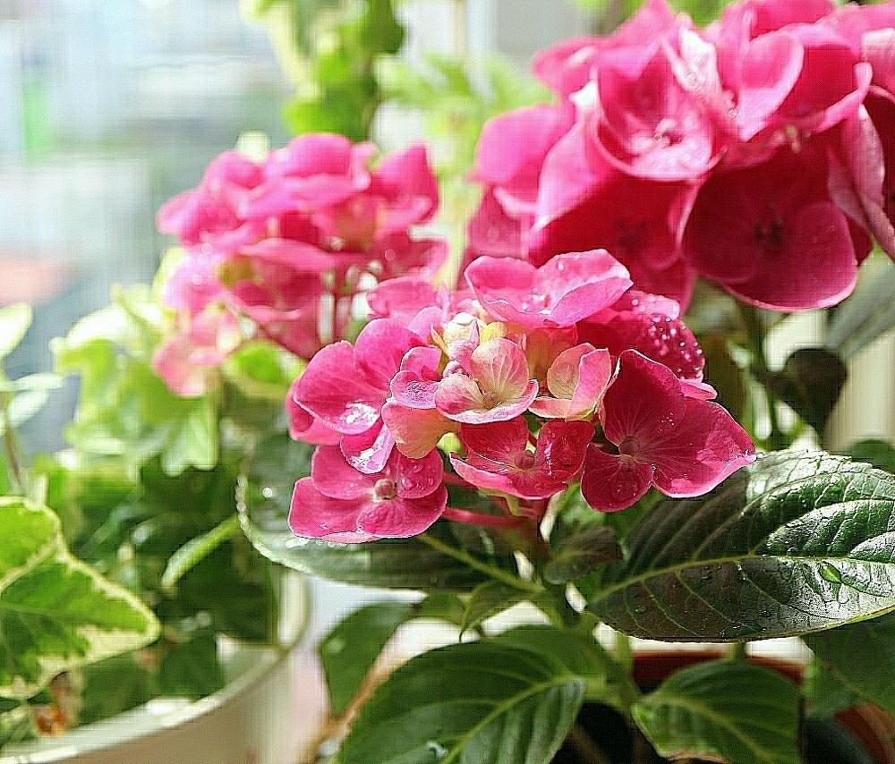 バルコニー/ベランダの画像 by すえちゃんさん | バルコニー/ベランダと紫陽花とピンクの花と『きれいに咲いた!』コンテストと『私に花を、暮らしに華を』コンテストとマイコレクションと明るい色と鉢植えと優しい花色と咲いたと花のある暮らしと『あじさい2018』コンテストといやされる