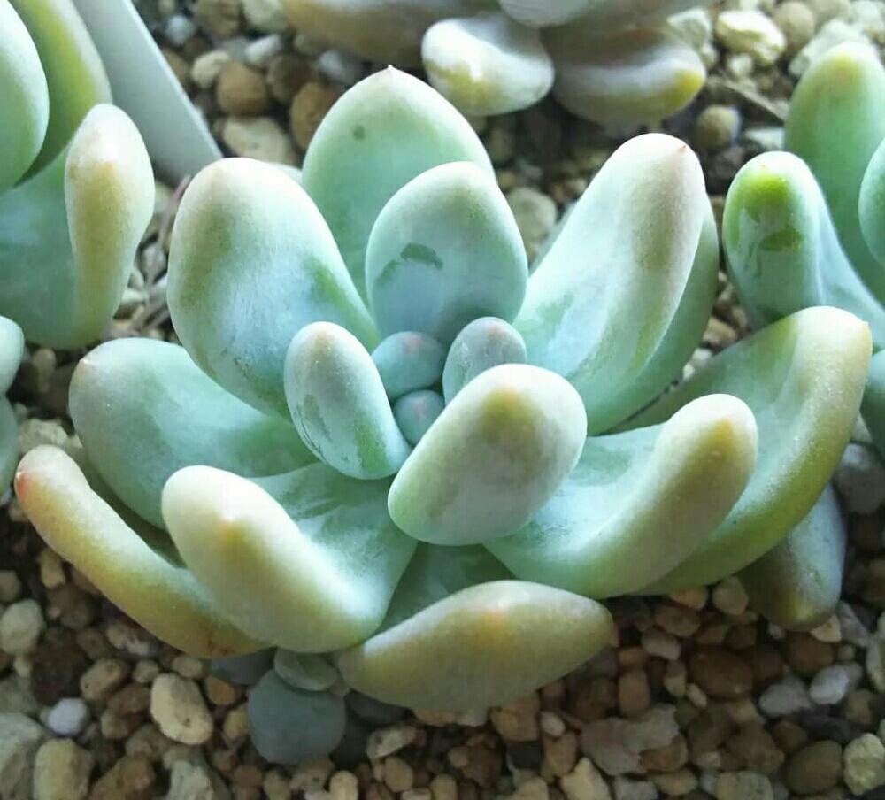 バルコニー/ベランダの画像 by Succulent so cute ♥さん | バルコニー/ベランダとフレニュー♥とfrenewと多肉植物とスマホ撮影とGS Lifeとボタニカルライフとお気に入り♡と多肉ちゃんとso cute garden ♥と葉っぱのある暮らしと葉っぱとチーム大阪とGS映えと多肉植物のある暮らしとno green no lifeと梅雨の多肉ちゃんとenjoy botanical life ♥とsucculent so cute ♥ときれい~✴とcute ♥ パキとGS 影響とcute ♥ フレニューとチームグリーンと葉っぱがかわいい♥とお気に入り~✴とガーデニングと多肉生活とgreenとかわいいとベンケイソウ科と梅雨のボタニカルとかわいいな♡と梅雨の多肉植物とSucculent Lifeと加工なしとかわいい多肉ちゃんとGS萌え~✴とenjoy succulent life ♥とパキフィツム属♥と葉っぱが好き♥と多肉初心者と多肉コレクション♥とsucculent plantsと葉っぱlove♥とGSタイムとおきにいり~✴とsucculentとsucculent love ♥