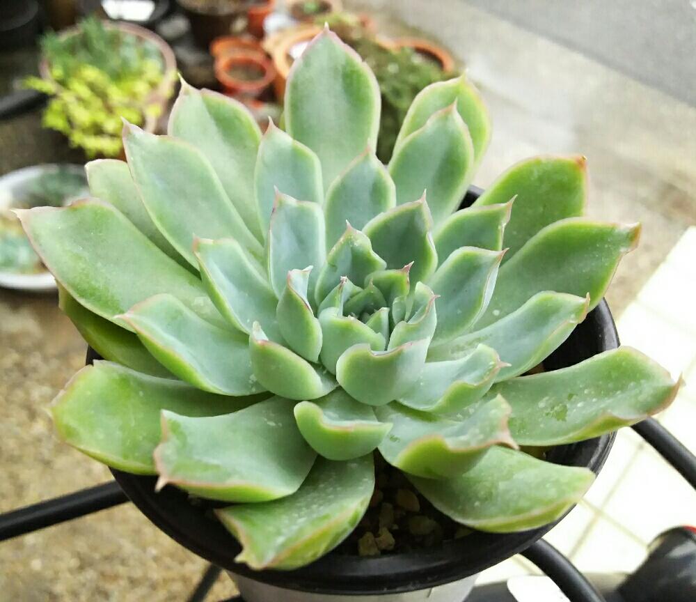 エントランスの画像 by Succulent so cute ♥さん | エントランスとsee throughとシースルーと多肉植物とスマホ撮影とGS Lifeとcute ♥ see throughとボタニカルライフとcute ♥ シースルーとお気に入り♡と多肉ちゃんとso cute garden ♥と葉っぱのある暮らしと葉っぱとチーム大阪とGS映えと多肉植物のある暮らしとno green no lifeと梅雨の多肉ちゃんとenjoy botanical life ♥とsucculent so cute ♥ときれい~✴とエケベリア属とGS 影響とチームグリーンと葉っぱがかわいい♥とお気に入り~✴とガーデニングとcute ♥ エケと多肉生活とgreenとかわいいとベンケイソウ科と梅雨のボタニカルとかわいいな♡と梅雨の多肉植物とSucculent Lifeと加工なしとかわいい多肉ちゃんとGS萌え~✴とenjoy succulent life ♥と葉っぱが好き♥と多肉初心者と多肉コレクション♥とsucculent plantsと葉っぱlove♥とGSタイムとおきにいり~✴とsucculentとsucculent love ♥