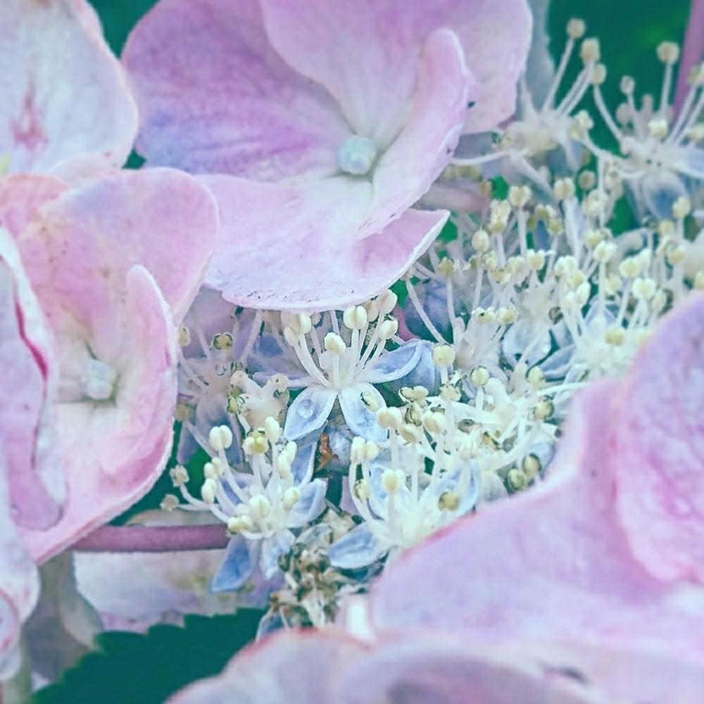 お出かけ先の画像 by cherry♥sageさん | お出かけ先とアジサイと雨に輝くとしずくとピンクの花とお写んぽとGS映えと道草とGS日和と植中毒とcute♡と綺麗と散歩道と可愛いと花のある暮らしと接写と『あじさい2018』コンテストとお散歩