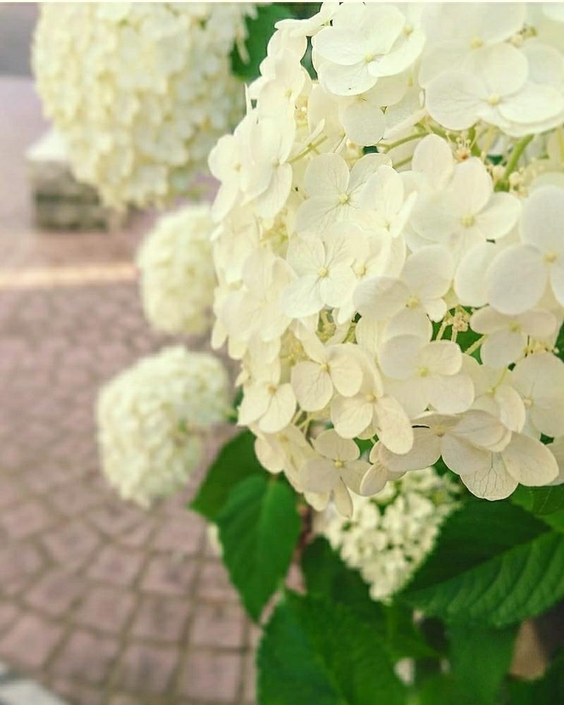 お出かけ先の画像 by cherry♥sageさん | お出かけ先とアジサイとお写んぽとGS映えと道草とGS日和と清楚と植中毒とcute♡と綺麗と散歩道と爽やかと可愛いと花のある暮らしと『あじさい2018』コンテストと白い花とお散歩