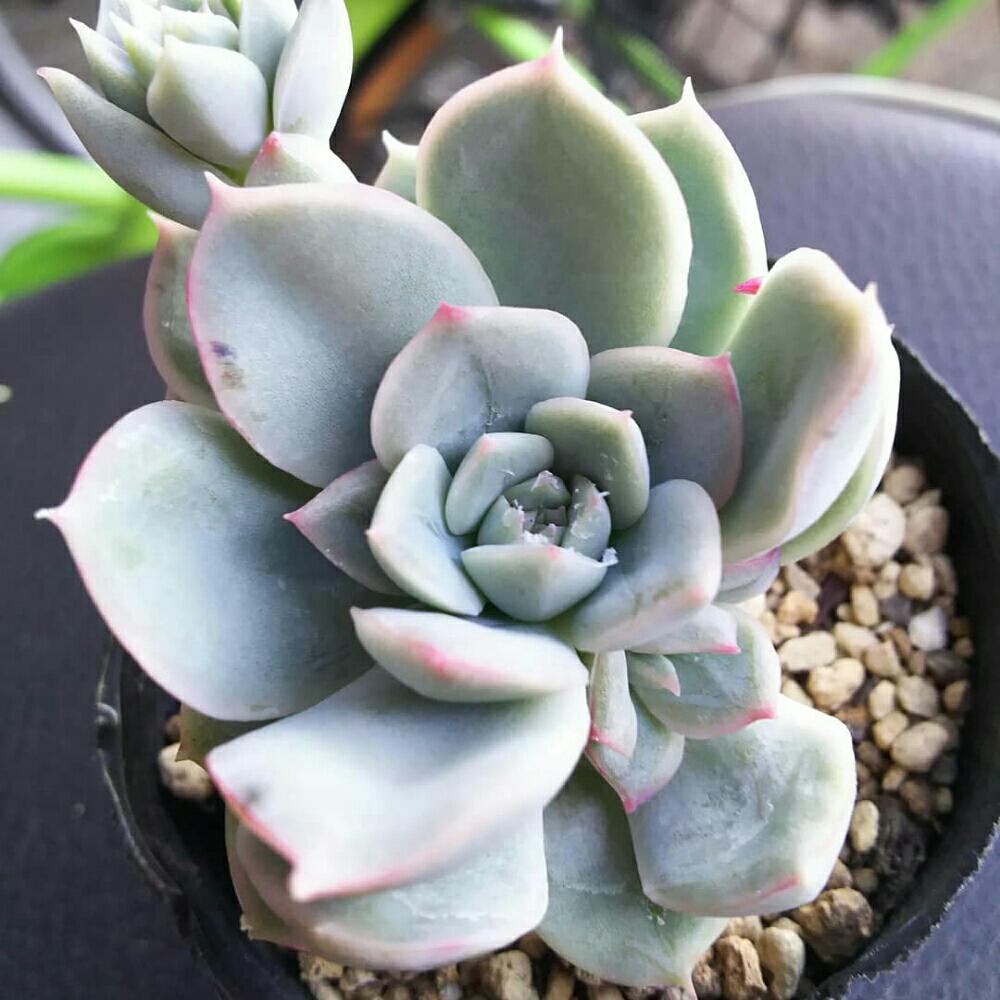 エントランスの画像 by Succulent so cute ♥さん | エントランスとムーンぺオリーとアルフレッド ムーンフェアリーと多肉植物とスマホ撮影とGS Lifeとボタニカルライフとcute ♥ ムーンぺオリーとお気に入り♡と多肉ちゃんとso cute garden ♥と葉っぱのある暮らしと葉っぱとチーム大阪とGS映えと多肉植物のある暮らしとno green no lifeと梅雨の多肉ちゃんとenjoy botanical life ♥とcute ♥ アルフレッドムーンフェアリーとsucculent so cute ♥ときれい~✴とエケベリア属とGS 影響とチームグリーンと葉っぱがかわいい♥とお気に入り~✴とガーデニングとcute ♥ エケと多肉生活とgreenとかわいいとベンケイソウ科と梅雨のボタニカルとかわいいな♡と梅雨の多肉植物とSucculent Lifeと加工なしとかわいい多肉ちゃんとGS萌え~✴とenjoy succulent life ♥と葉っぱが好き♥と多肉初心者と多肉コレクション♥とsucculent plantsと葉っぱlove♥とGSタイムとおきにいり~✴とsucculentとsucculent love ♥