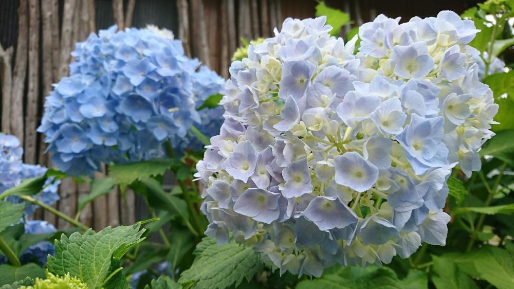 広い庭の画像 by ぎぐさん | 広い庭と雨に輝くと紫陽花が好き♡とno green no lifeと紫陽花 アジサイ あじさいと植中毒とアジサイ 紫陽花とかわいいな♡とがんばれ!と『あじさい2018』コンテスト