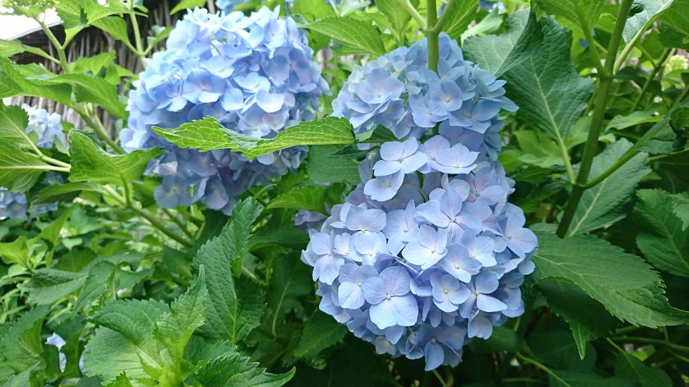 広い庭の画像 by ぎぐさん | 広い庭と雨に輝くと紫陽花が好き♡とno green no lifeと紫陽花 アジサイ あじさいと植中毒とアジサイ 紫陽花と花のある暮らしと『あじさい2018』コンテストとかわいいな♡とがんばれ!と楽しい!とバルコニスト