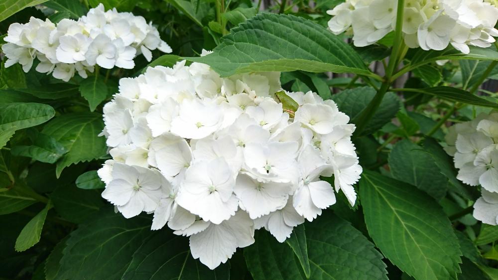 広い庭の画像 by ぎぐさん | 広い庭と雨に輝くと紫陽花が好き♡とno green no lifeと紫陽花 アジサイ あじさいと植中毒とアジサイ 紫陽花と花のある暮らしと『あじさい2018』コンテストとかわいいな♡とがんばれ!と楽しい!とバルコニスト